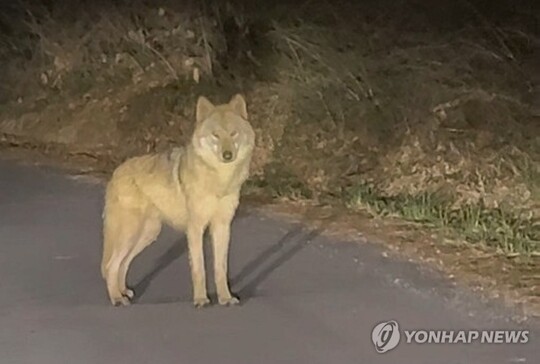 [현장] 9일간의 도심 속 긴박한 추격전...늑대 ‘늑구’ 무사히 품으로